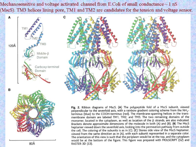 Mechanosensitive and voltage activated  channel from E.Coli of small conductance ~ 1 nS